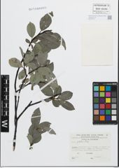 Foto von Salix glabra Scop.